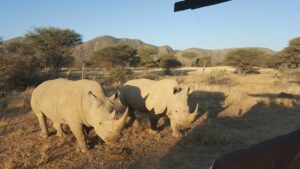 White Rhinos Feeding